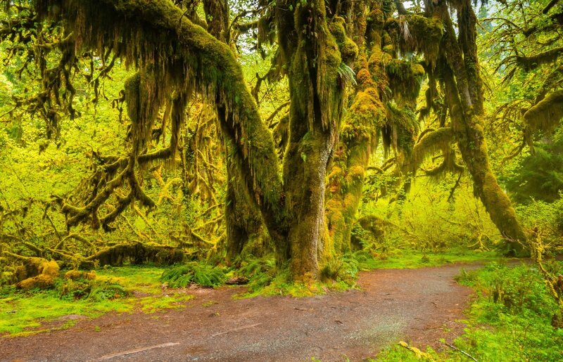 Moss-covered Trees — Green, Serene, Morning, Photograph, Forest