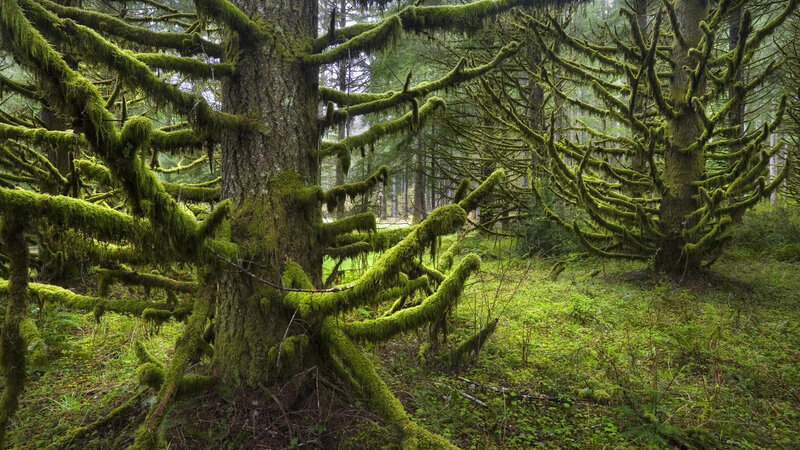 Moss-covered Trees — Green, Serene, Morning