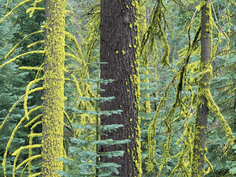 Moss-covered Trees — Green, Serene, Photograph, Forest, Moss, Brown