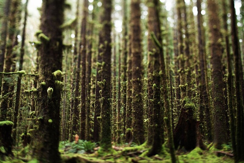 Moss-covered Trees — Green, Serene, Photograph, Forest, Moss