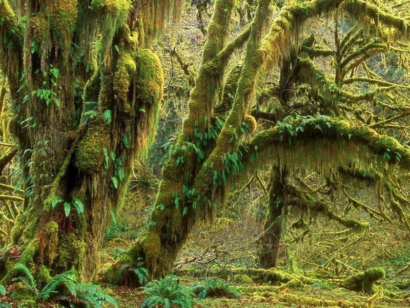Moss-covered Trees — Green, Serene, Photograph