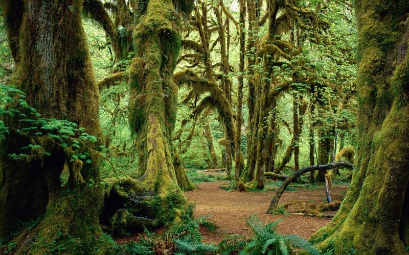 Moss-covered Trees — Green, Serene
