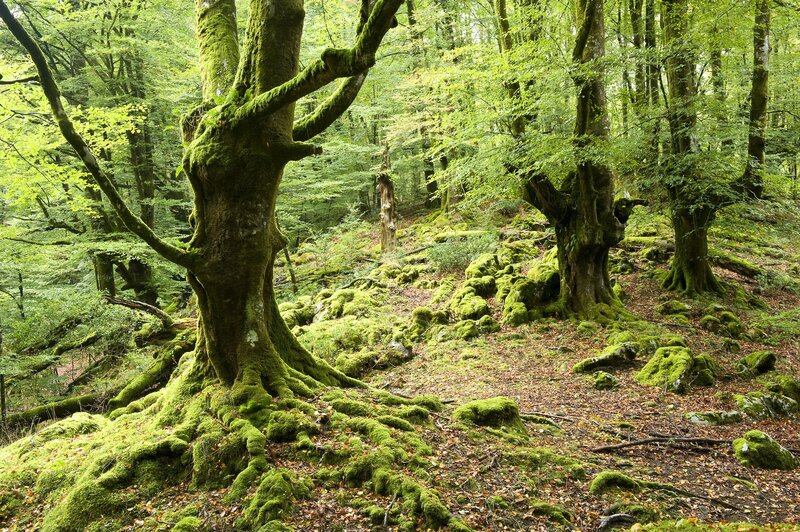 Moss-covered trees in a forest
