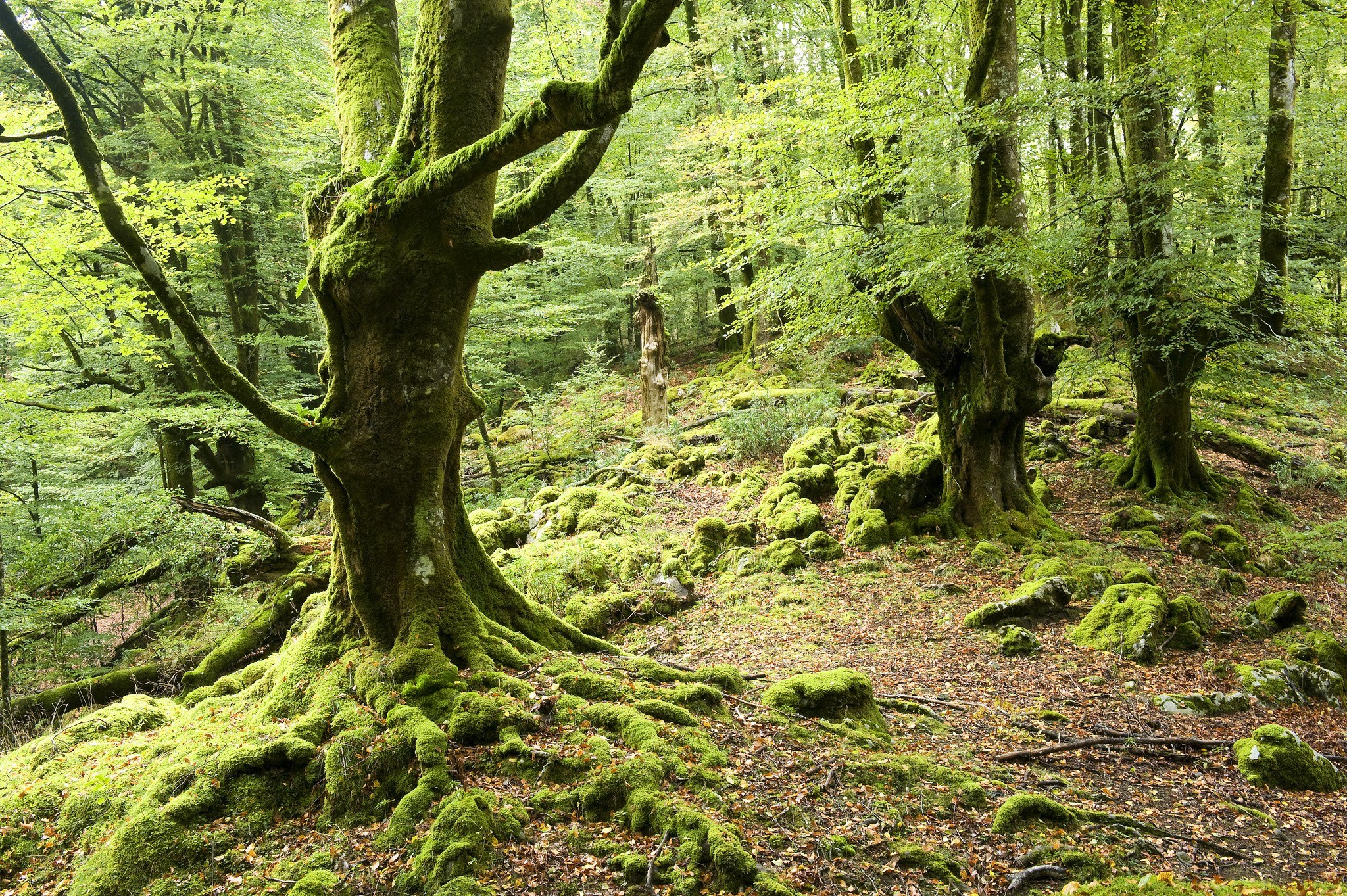 Moss-covered trees in a forest