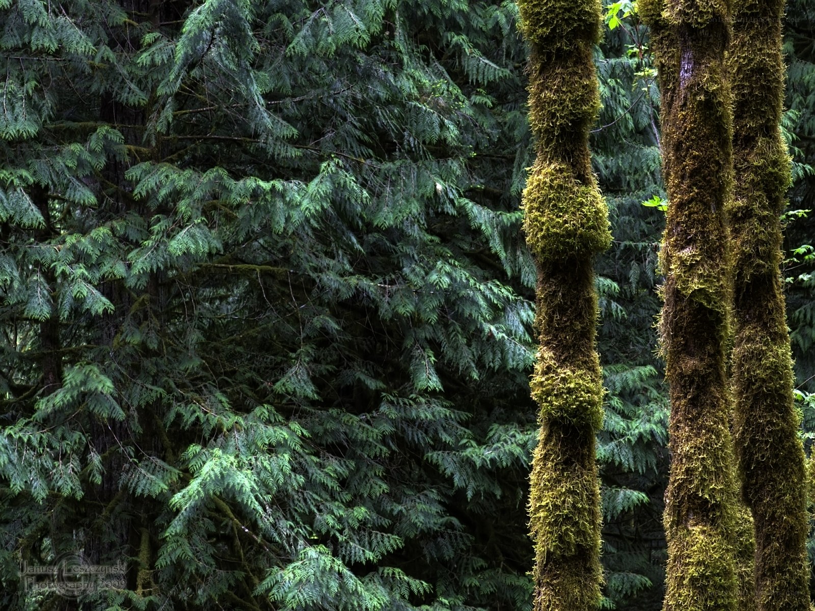 Moss-covered trees in a forest