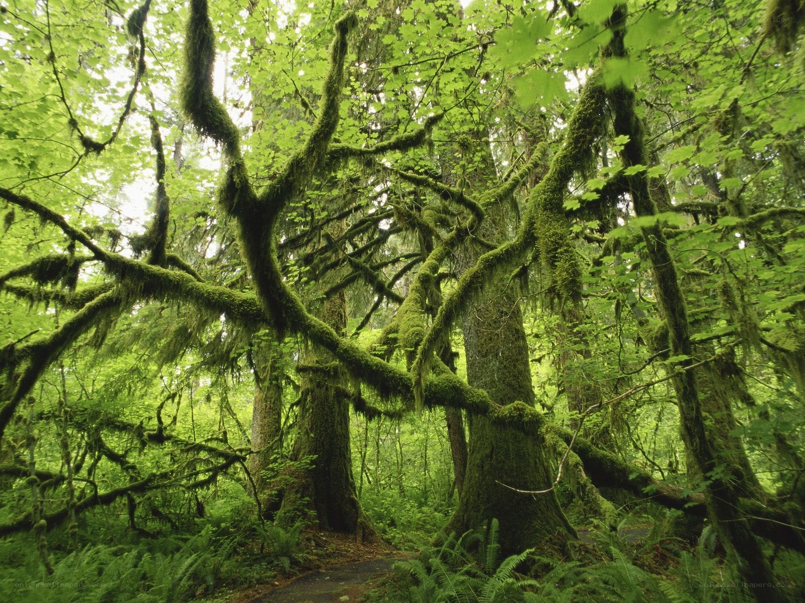 Moss-covered trees in a forest