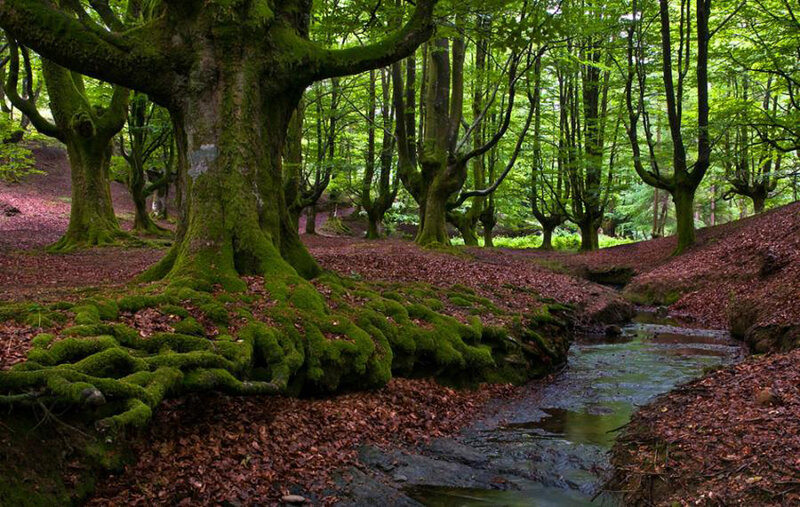 Moss-covered trees in a forest