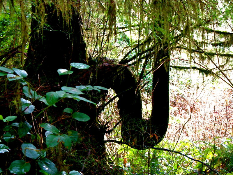 Moss-covered trees in a forest