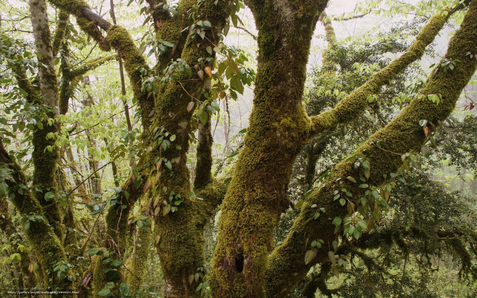 Moss-covered trees in a forest
