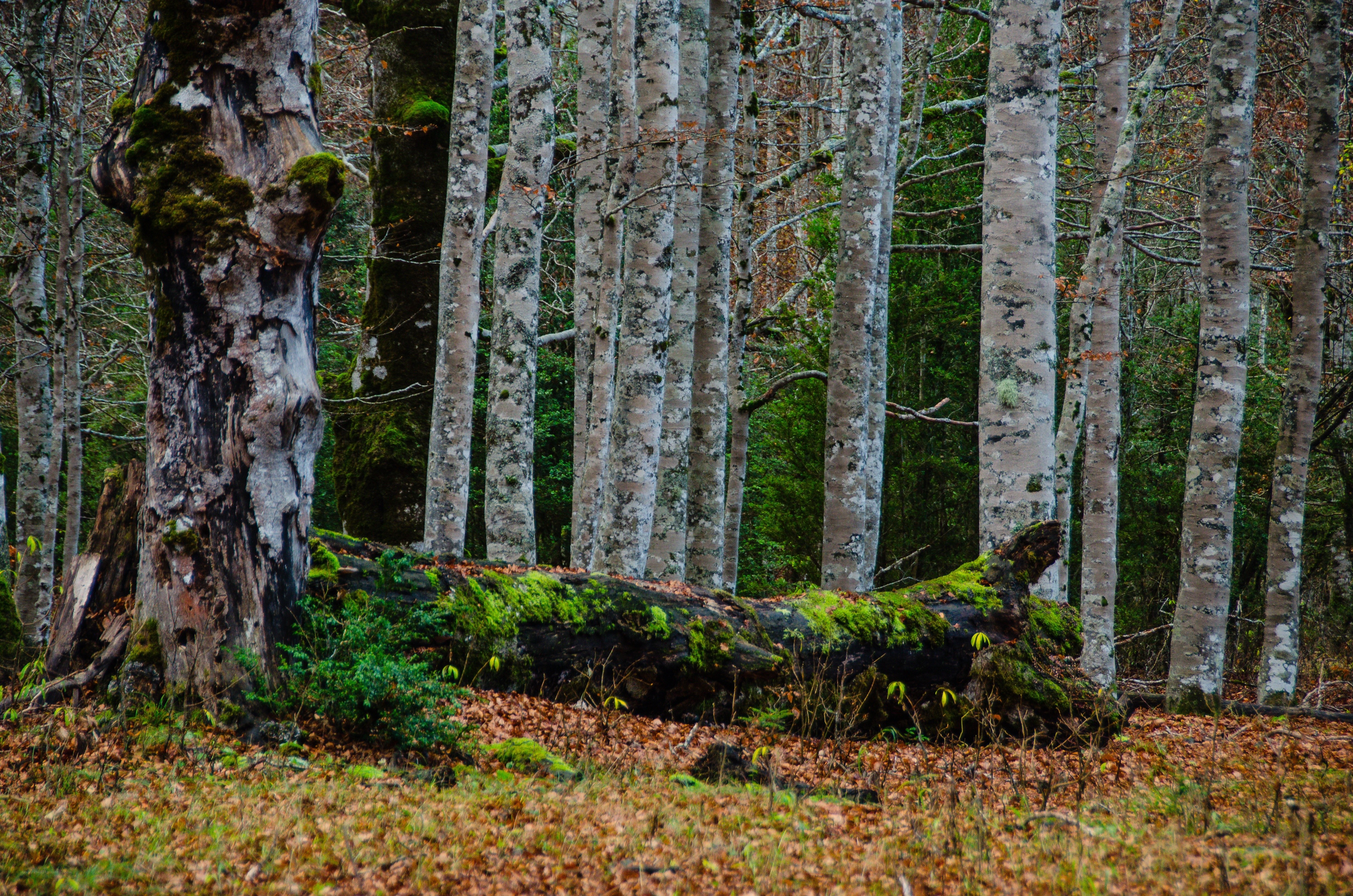 Moss-covered trees in a forest