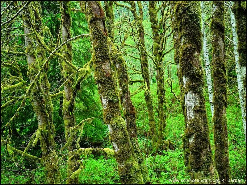 Moss-covered trees in a forest