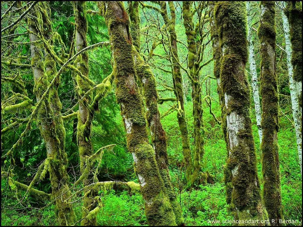 Moss-covered trees in a forest