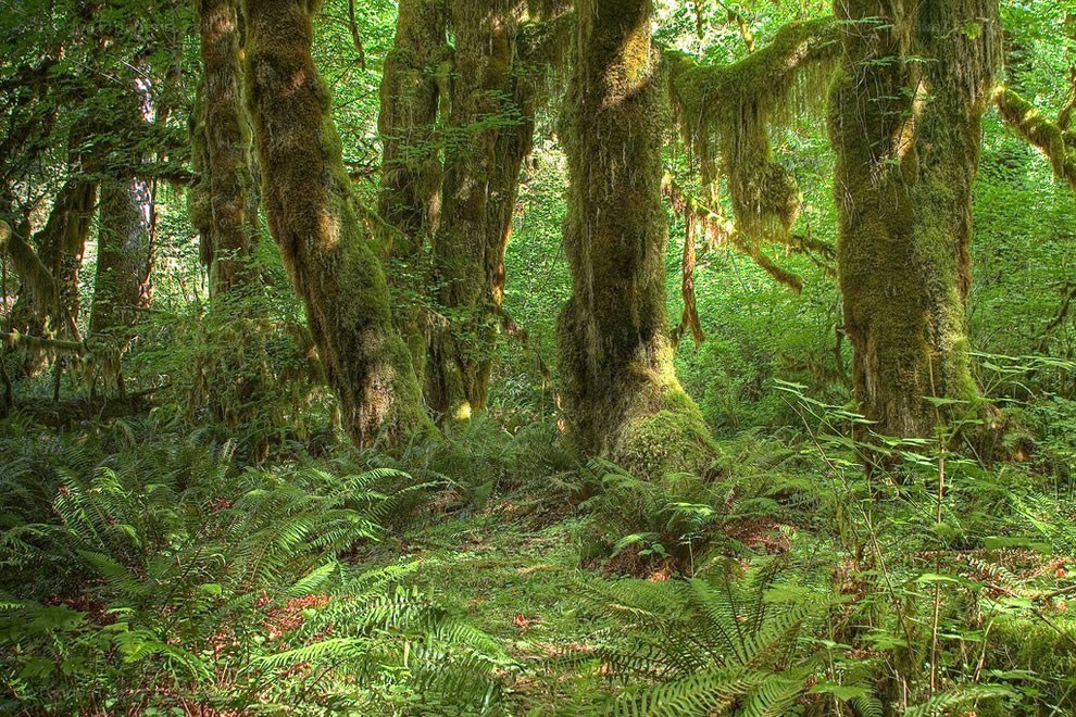 Moss-covered trees in a forest