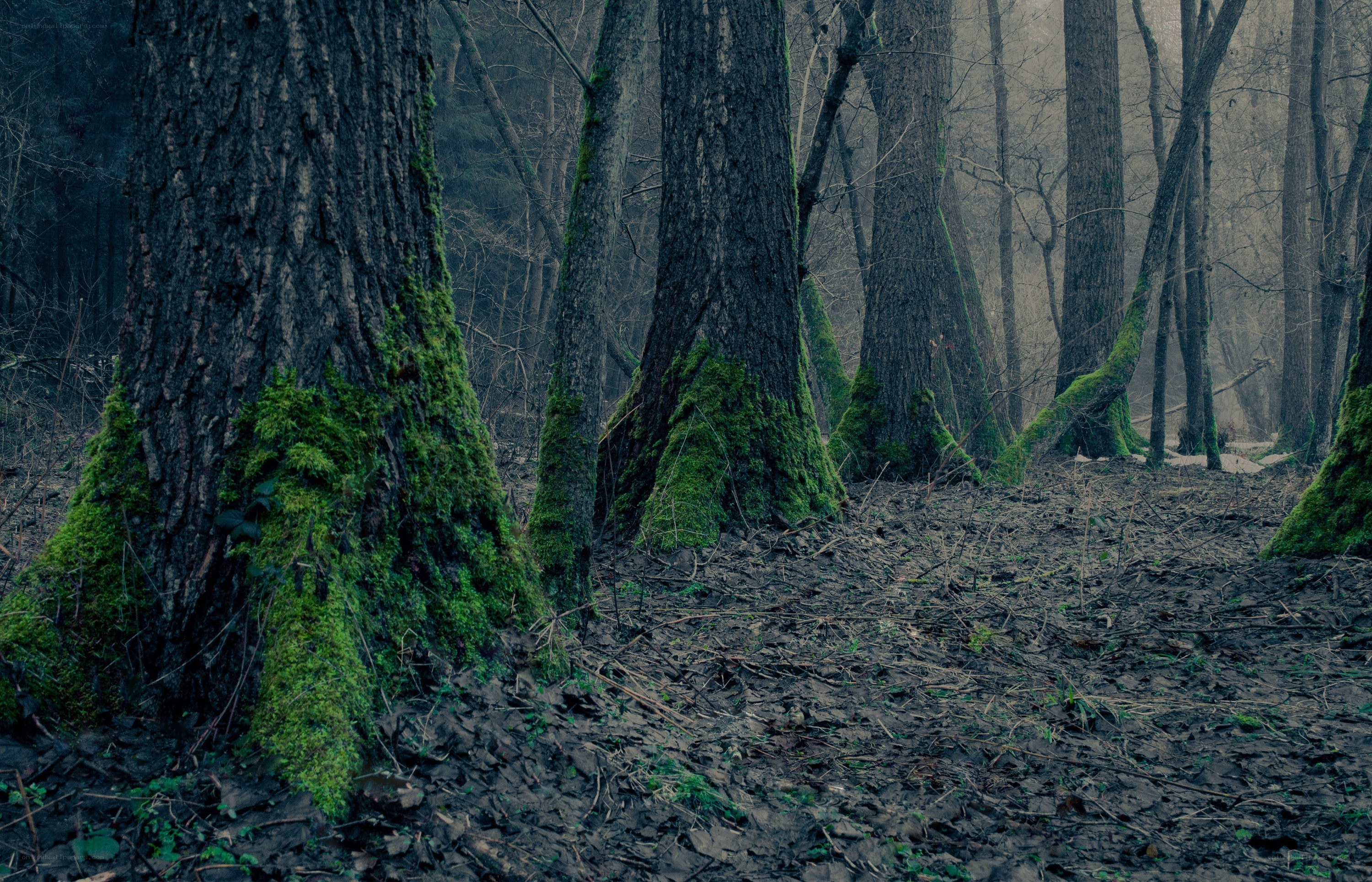moss-covered trees in a forest