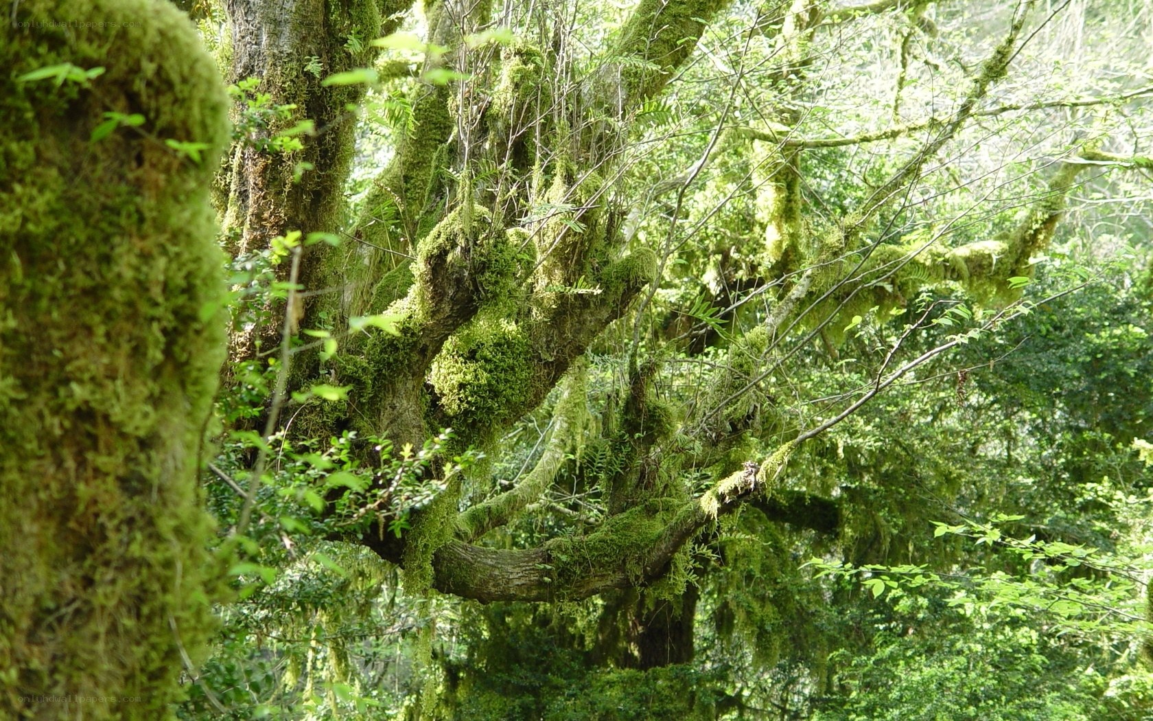 Moss-covered trees in a forest