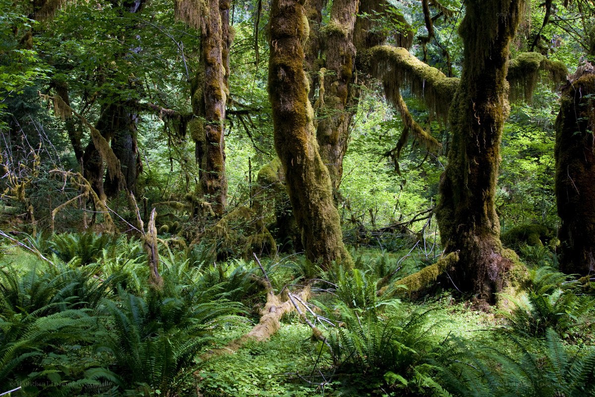 Moss-covered trees in a lush forest