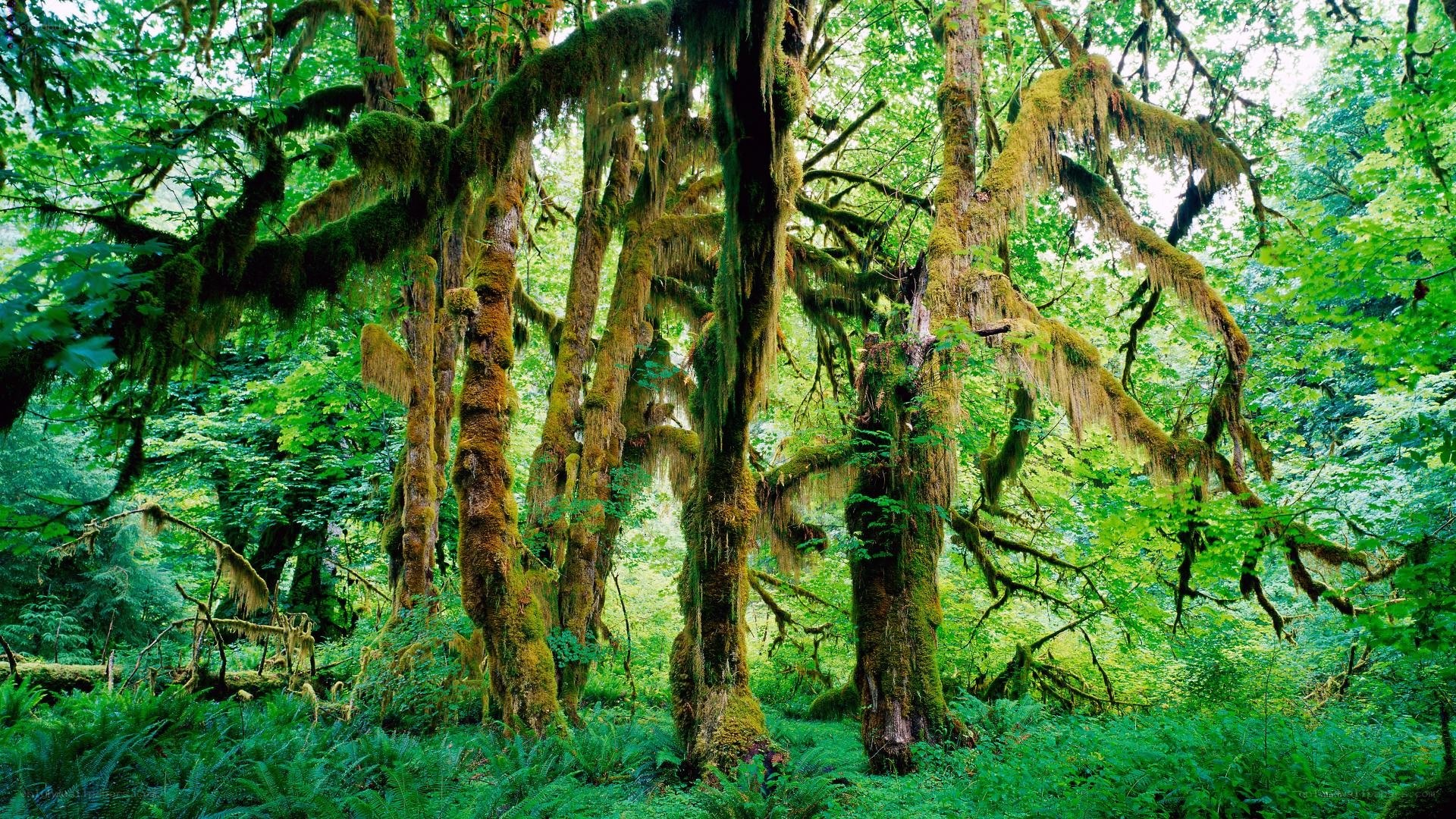 Moss-covered trees in a lush forest