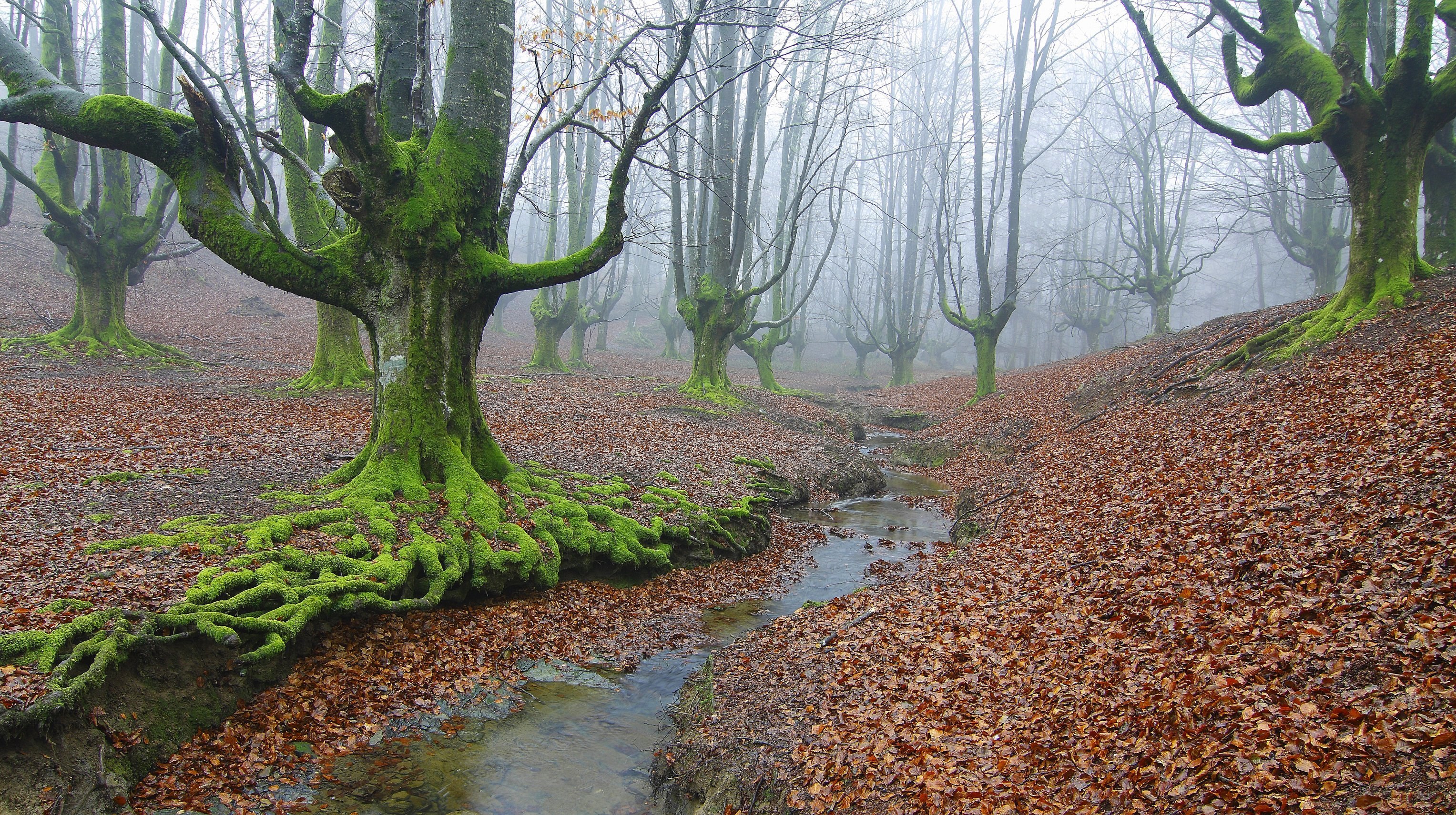 Moss-covered trees in a misty forest