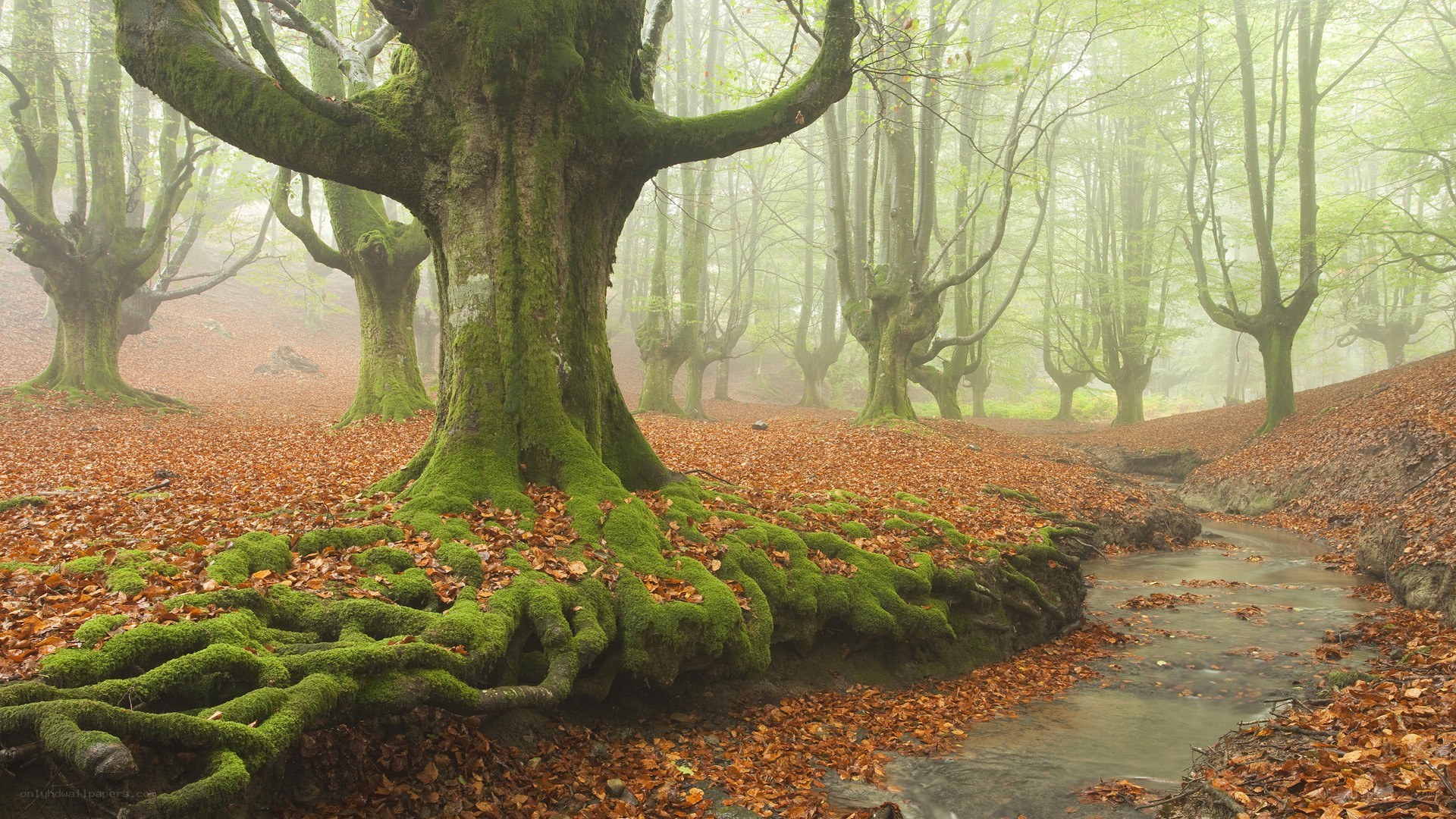Moss-covered trees in a misty forest