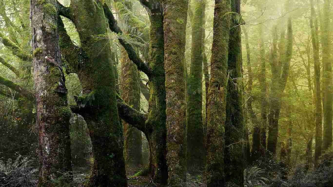 Moss-covered trees in a misty forest