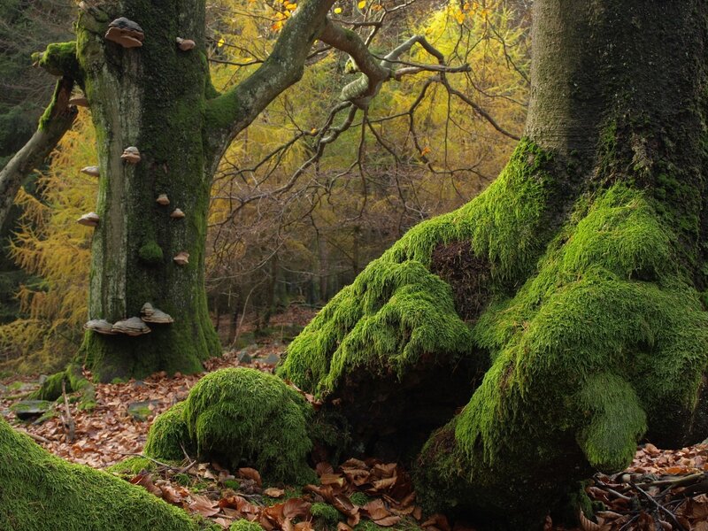 Moss-covered trees in autumn forest