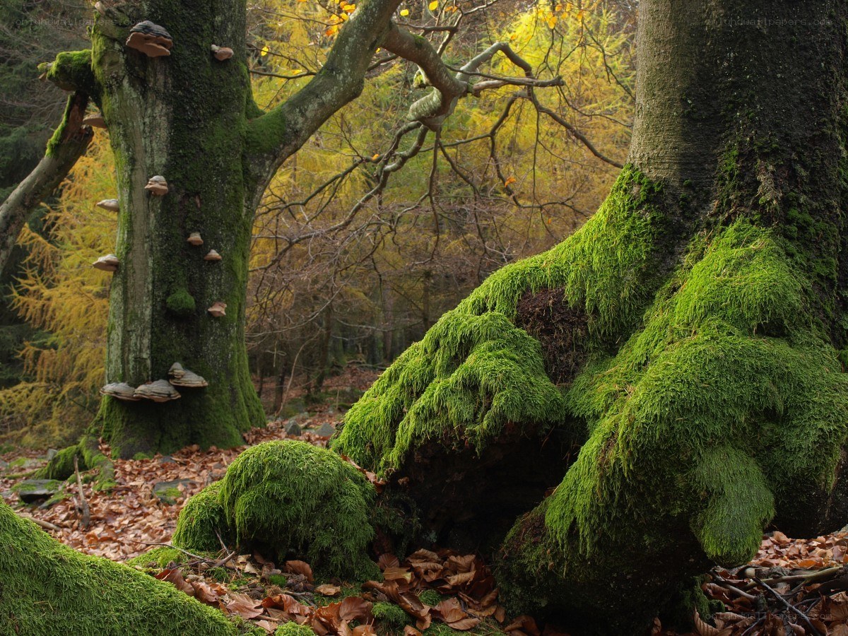 Moss-covered trees in autumn forest