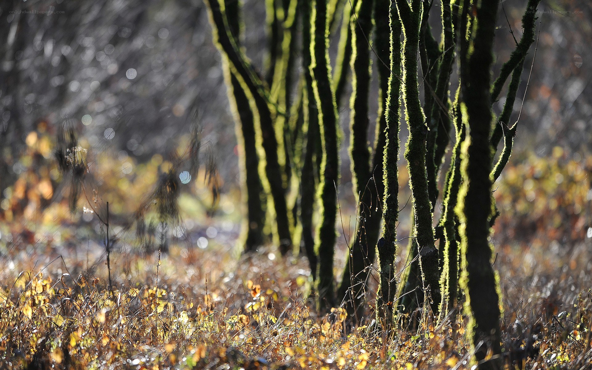 Moss-covered trees in autumn forest