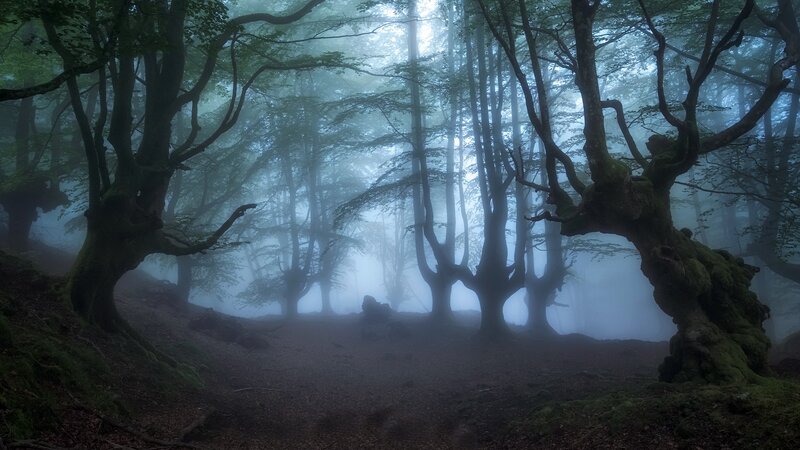 Moss-covered Trees in Fog — Green, Misty, Morning, Photograph