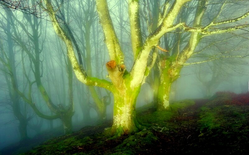 Moss-covered Trees in Fog — Green, Misty