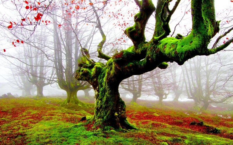 Moss-covered Trees in Fog — Green