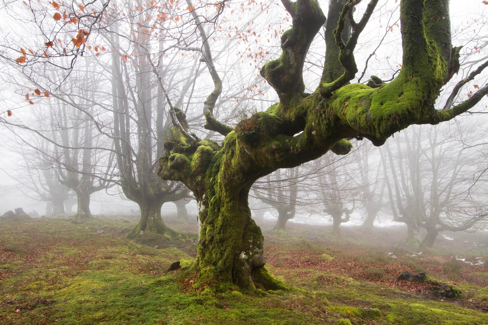 Moss-covered trees in fog
