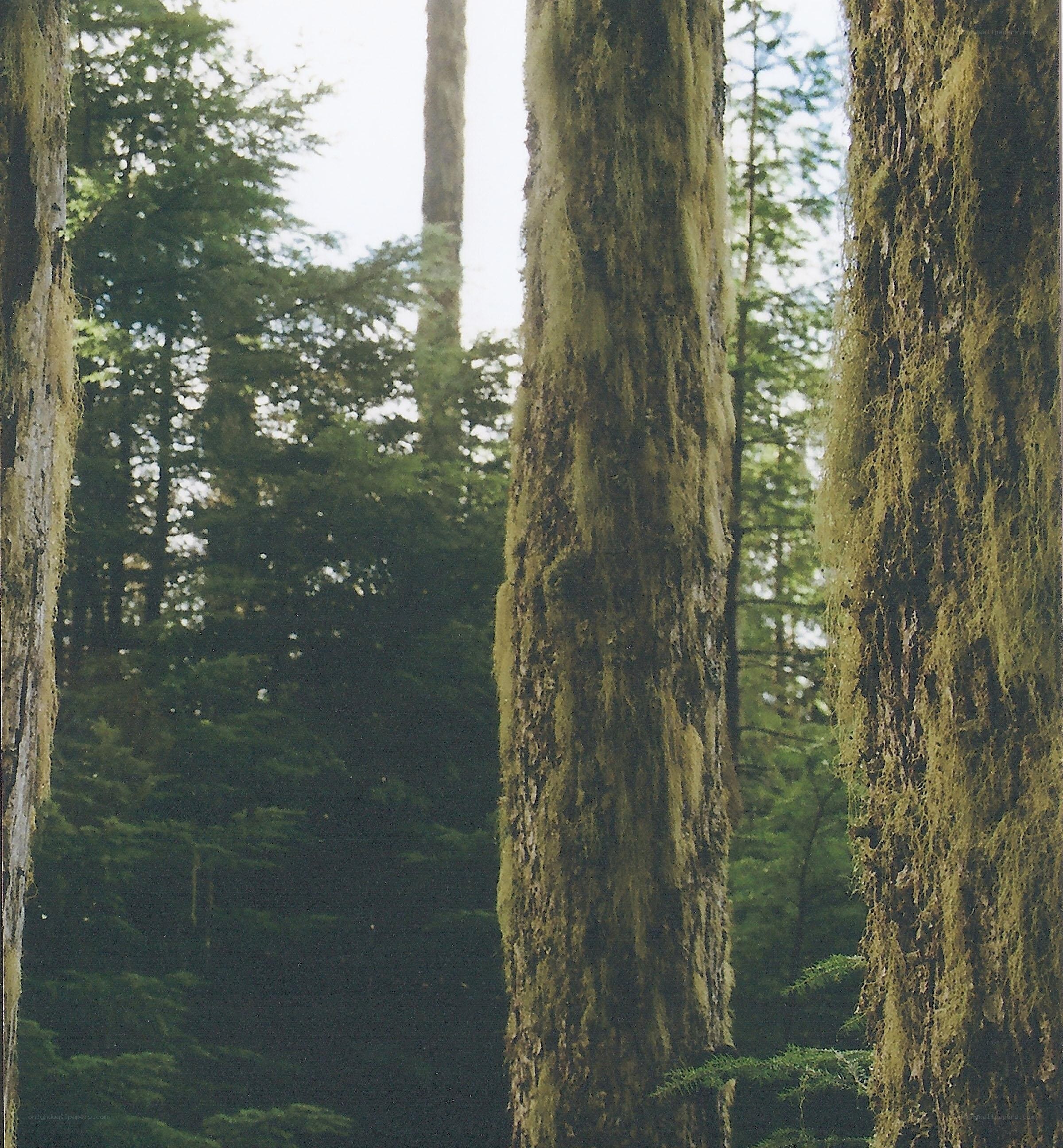 Moss-covered trees in forest
