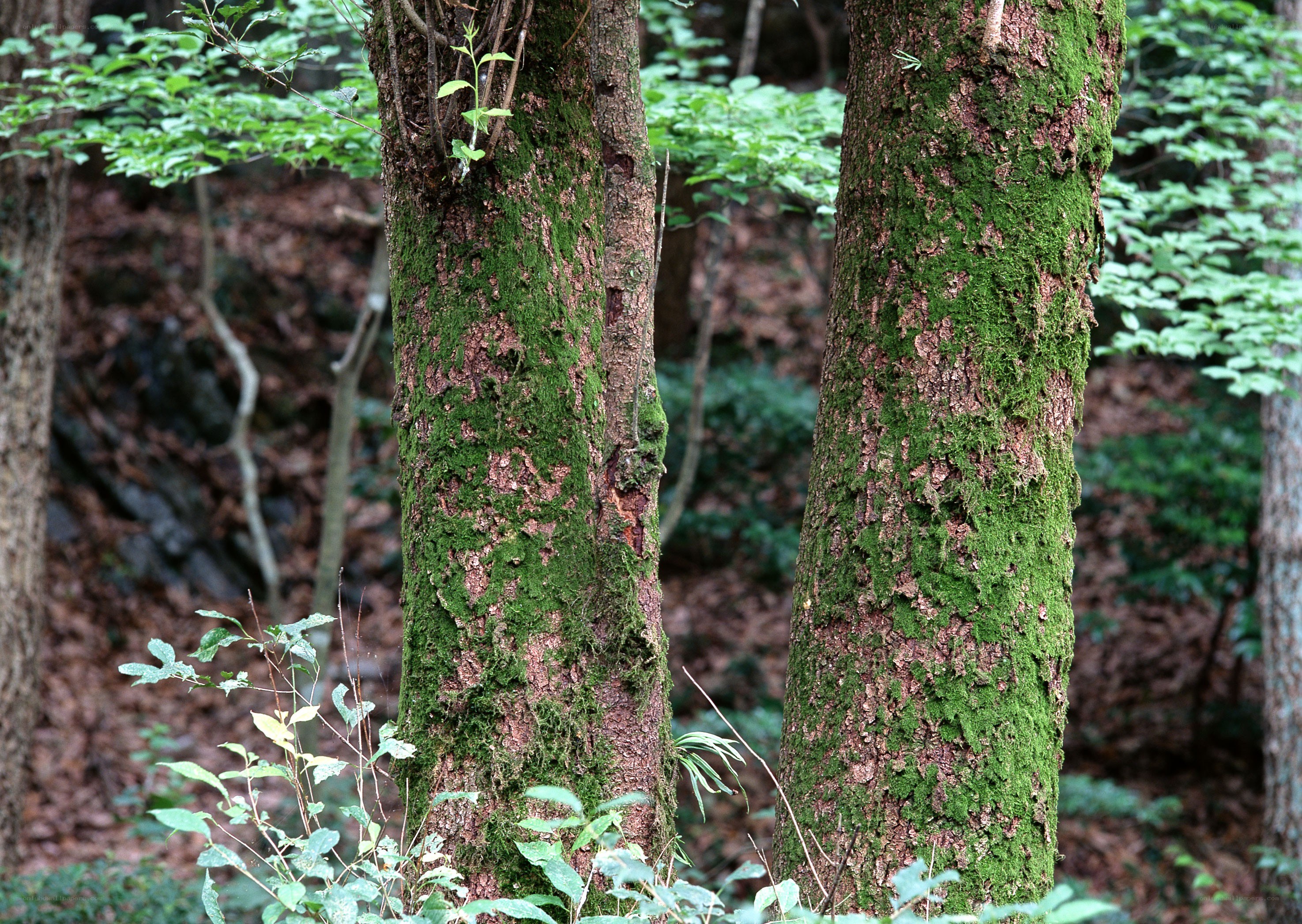 Moss-covered trees in forest