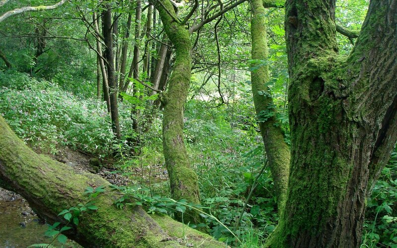 moss-covered trees in forest
