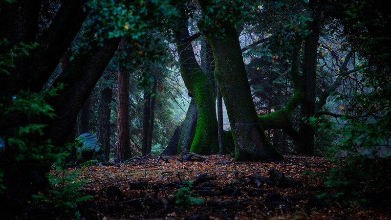 Moss-covered Trees in Forest — Green, Dark, Night