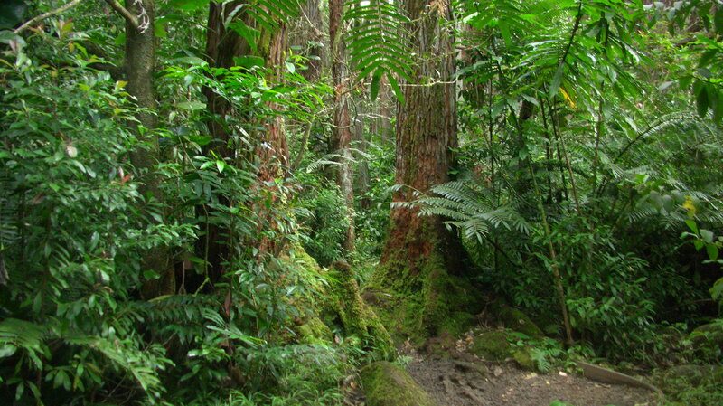 Moss-covered Trees in Forest — Green, Dense