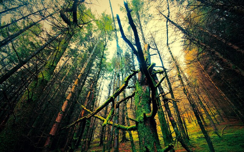 Moss-covered Trees in Forest — Green, Dramatic