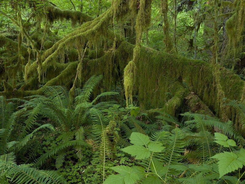 Moss-covered Trees in Forest — Green, Lush, Afternoon, Photograph, Ferns, Moss