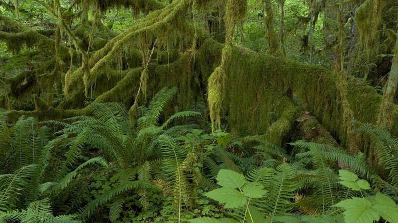 Moss-covered Trees in Forest — Green, Lush, Afternoon, Photograph, Moss