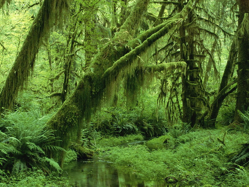 Moss-covered Trees in Forest — Green, Lush