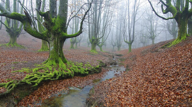 Moss-covered Trees in Forest — Green, Misty, Autumn