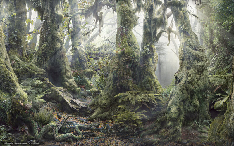 Moss-covered Trees in Forest — Green, Misty, Digital Art