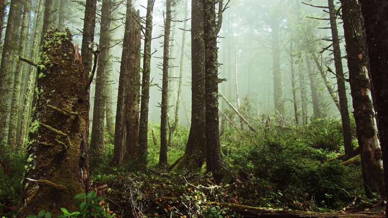 Moss-covered Trees in Forest — Green, Misty, Morning, Photograph, Fog, Moss, Forest Floor