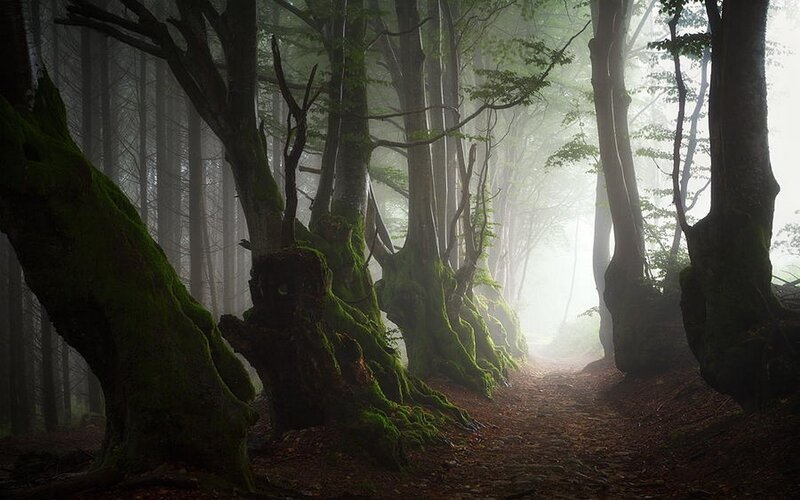Moss-covered Trees in Forest — Green, Misty, Morning, Photograph, Fog, Path
