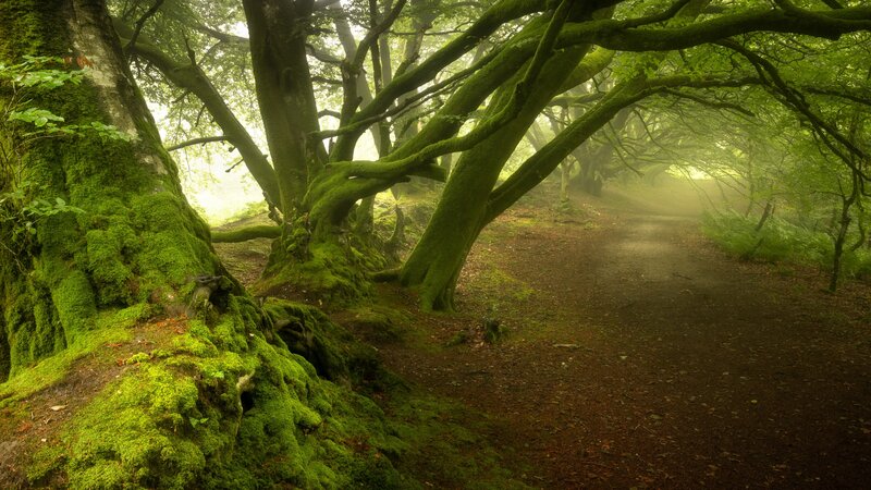 Moss-covered Trees in Forest — Green, Misty, Morning, Photograph, Path, Fog