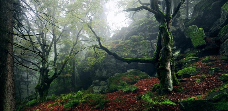 Moss-covered Trees in Forest — Green, Misty, Morning, Photograph, Rocks