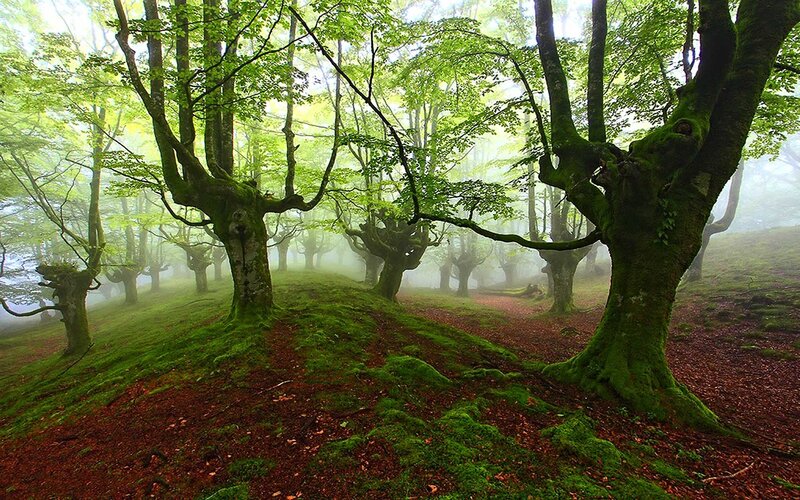 Moss-covered Trees in Forest — Green, Misty, Morning