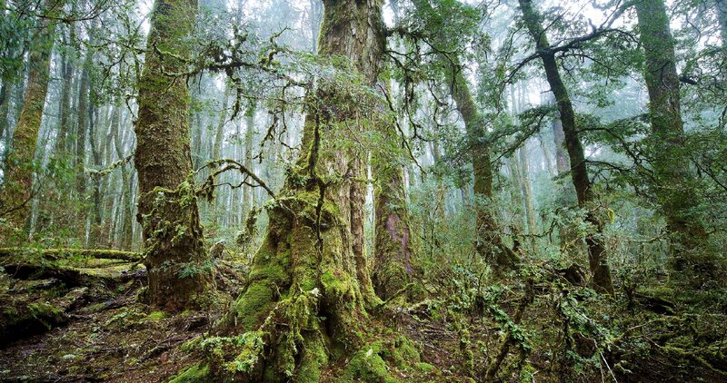 Moss-covered Trees in Forest — Green, Misty, Photograph, Moss, Fog, Brown, Gray