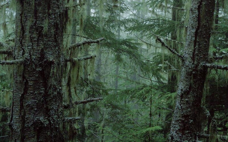 Moss-covered Trees in Forest — Green, Misty, Photograph