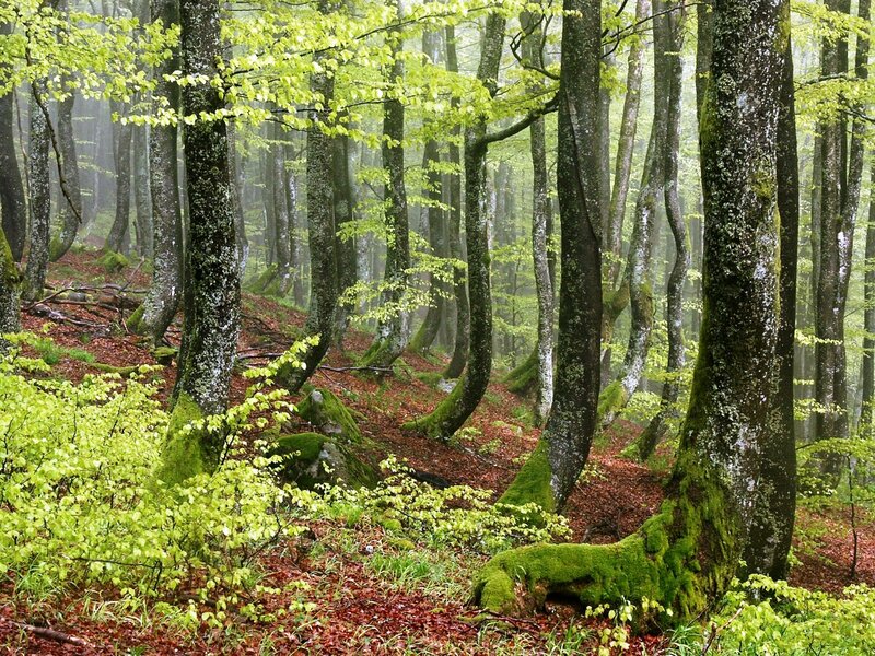 Moss-covered Trees in Forest — Green, Misty, Spring